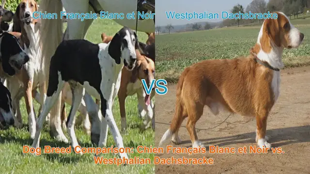 Video thumbnail for Dog Breed Comparison: Chien Français Blanc et Noir vs. Westphalian Dachsbracke