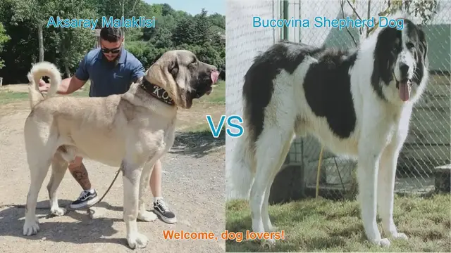 Video thumbnail for Aksaray Malaklisi vs. Bucovina Shepherd Dog: Breed Comparison