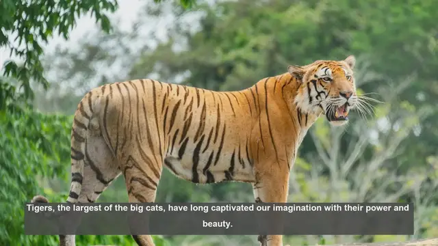 Video thumbnail for 10 Key Genetic Differences Between Tiger Species