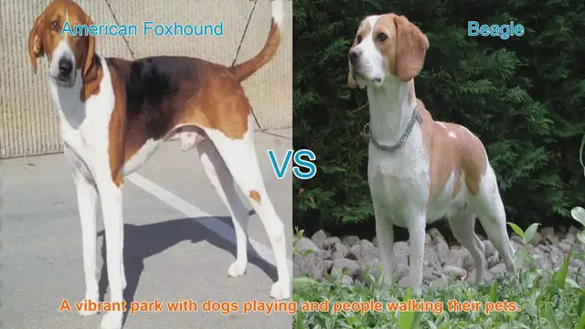 Video thumbnail for American Foxhound vs. Beagle: A Comprehensive Breed Comparison
