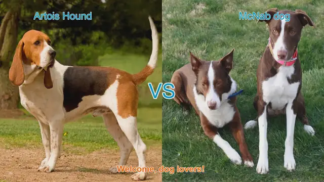 Video thumbnail for Artois Hound vs. McNab Dog: A Comprehensive Comparison