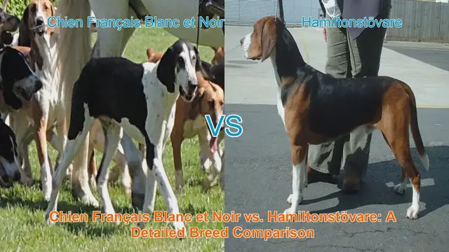 Video thumbnail for Chien Français Blanc et Noir vs. Hamiltonstövare: A Detailed Breed Comparison