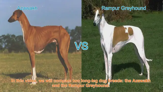 Video thumbnail for Azawakh vs. Rampur Greyhound: A Comparative Guide