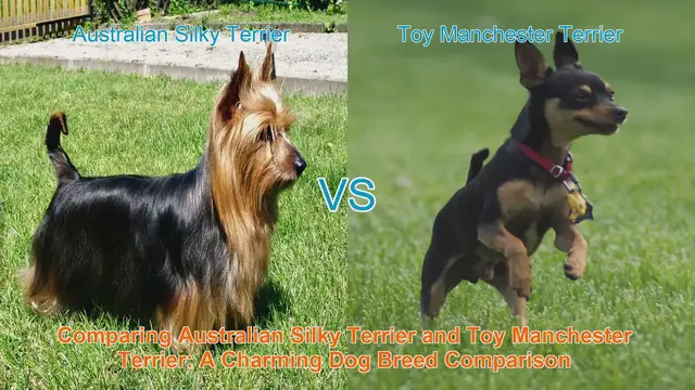 Video thumbnail for Comparing Australian Silky Terrier and Toy Manchester Terrier: A Charming Dog Breed Comparison