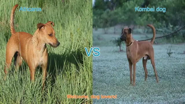 Video thumbnail for Africanis vs. Kombai: A Comparative Guide to Lesser-Known Dog Breeds
