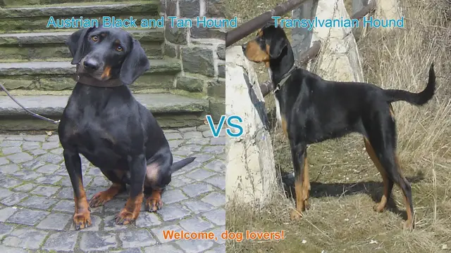 Video thumbnail for Austrian Black and Tan Hound vs. Transylvanian Hound: A Comprehensive Comparison