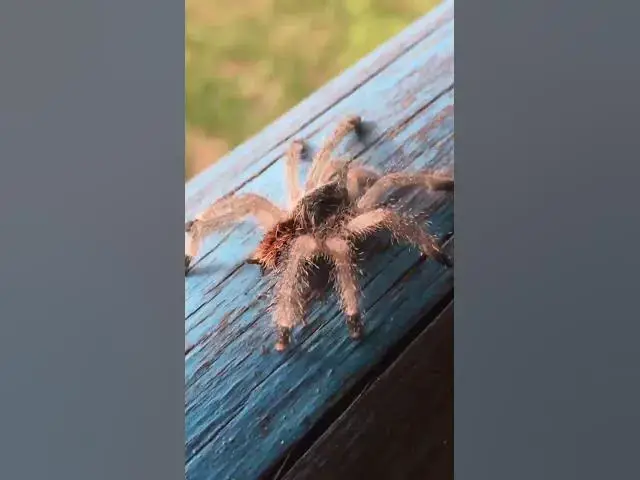 Video thumbnail for 3 Spider Facts You Didn't Know | #facts #shorts #spiders