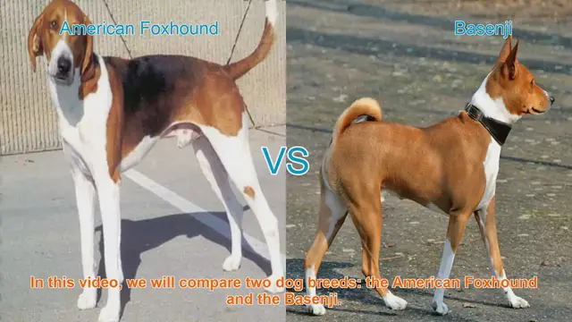 Video thumbnail for American Foxhound vs. Basenji: A Comparison of Two Unique Dog Breeds