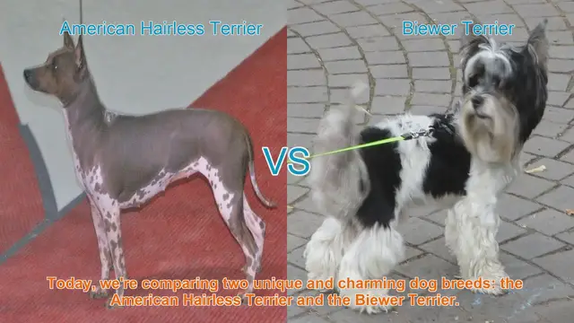 Video thumbnail for American Hairless Terrier vs. Biewer Terrier: A Comparison