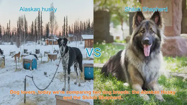 Video thumbnail for Alaskan Husky vs. Shiloh Shepherd: A Breed Comparison