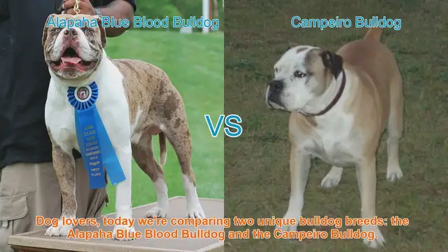 Video thumbnail for Alapaha Blue Blood Bulldog vs. Campeiro Bulldog: A Comparison