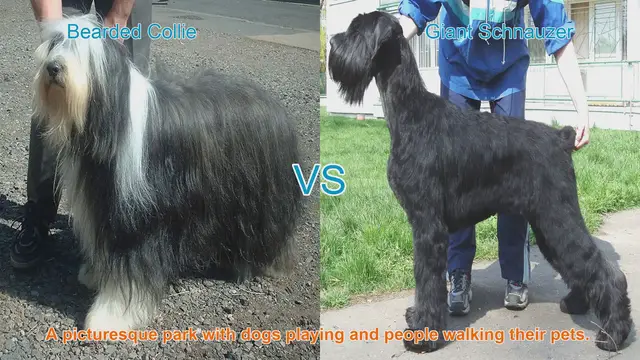 Video thumbnail for Comparing Bearded Collie and Giant Schnauzer: Appearance, Temperament, and Care