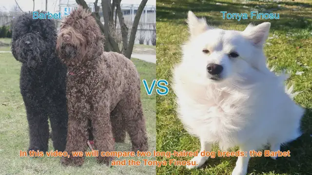 Video thumbnail for Comparing Barbet and Tonya Finosu: Long-Haired Dog Breeds