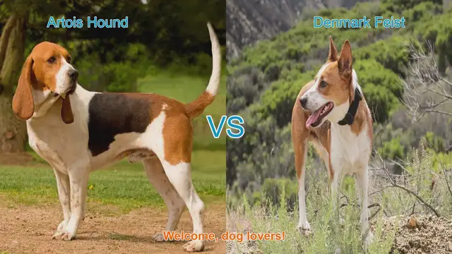 Video thumbnail for Artois Hound vs. Denmark Feist: A Comparative Guide for Dog Lovers