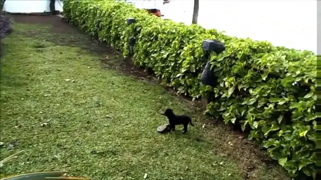 Video thumbnail for Funny puppy in India/Puppy playing in the garden.