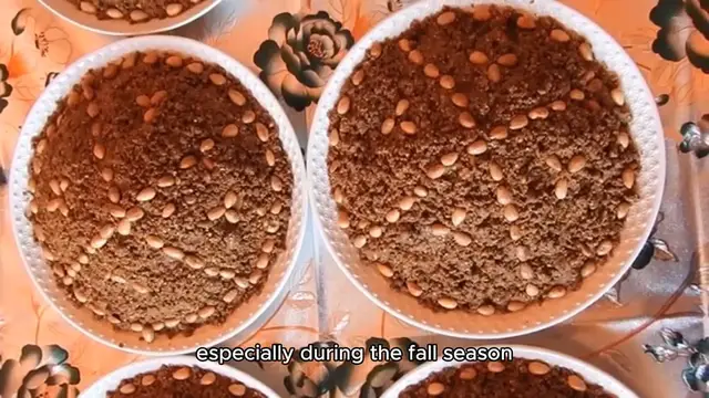 Video thumbnail for Pumpkin Muffin Recipe