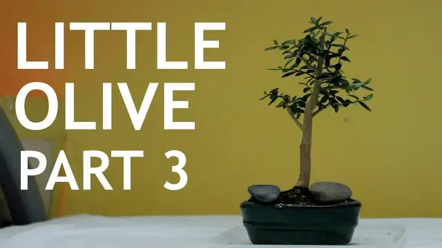 Video thumbnail for Little Olive Bonsai, From Seed, part 3