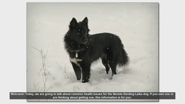 Video thumbnail for Common Health Issues in Nenets Herding Laika Dogs