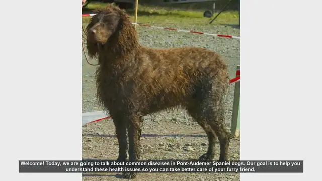 Video thumbnail for Common Health Issues in Pont-Audemer Spaniel Dogs