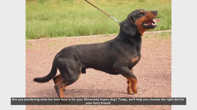 Video thumbnail for Best Diet Tips for Your Slovenský kopov Dog