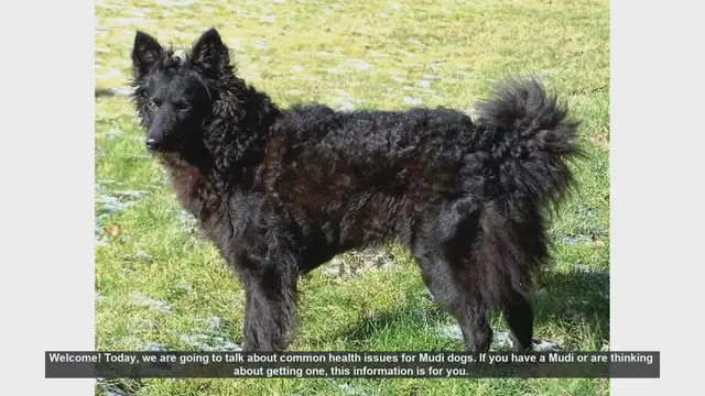 Video thumbnail for Common Health Issues in Mudi Dogs: What You Need to Know