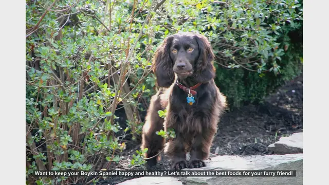 Video thumbnail for Top Foods to Keep Your Boykin Spaniel Happy and Healthy