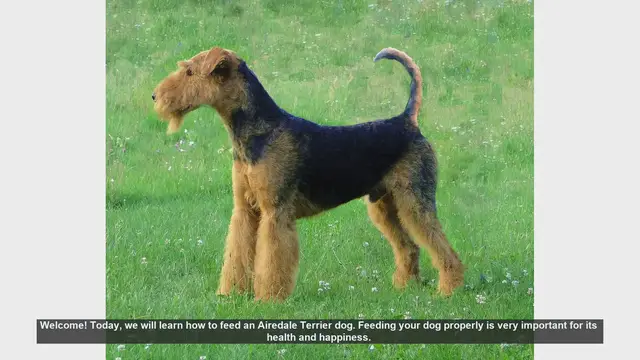 Video thumbnail for How to Properly Feed Your Airedale Terrier