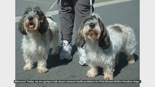 Video thumbnail for Common Health Problems in Petit Basset Griffon Vendéen Dogs