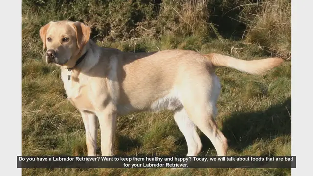 Video thumbnail for Foods to Avoid for a Healthy Labrador Retriever