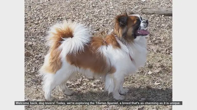 Video thumbnail for Tibetan Spaniel: Pros and Cons of This Charming Breed
