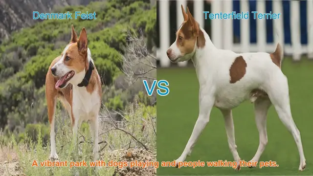 Video thumbnail for Denmark Feist vs. Tenterfield Terrier: A Comparison of Two Playful Dog Breeds
