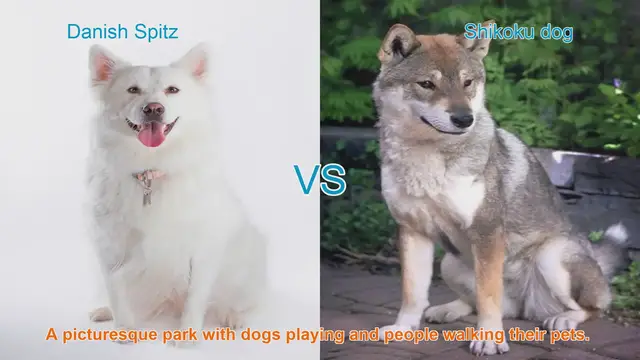 Video thumbnail for Exploring Danish Spitz and Shikoku Dog Breeds: A Comparative Guide