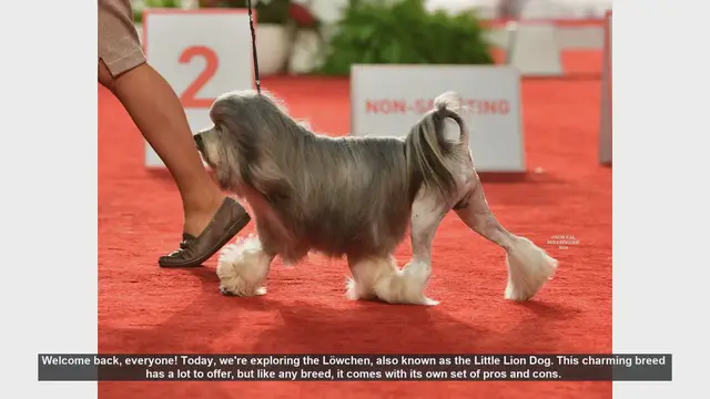 Video thumbnail for Löwchen Dog Breed: Pros and Cons of the Little Lion Dog