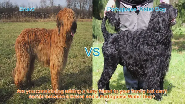 Video thumbnail for Briard vs. Portuguese Water Dog: A Comprehensive Comparison