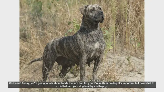 Video thumbnail for Foods to Avoid for Your Presa Canario: Keep Your Dog Safe and Healthy