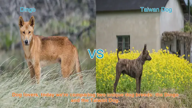 Video thumbnail for Dingo vs. Taiwan Dog: A Comparative Guide
