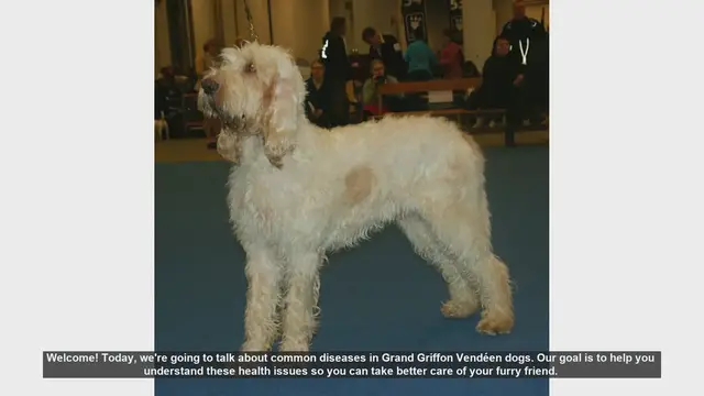 Video thumbnail for Common Health Issues in Grand Griffon Vendéen Dogs