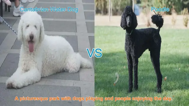 Video thumbnail for Cantabrian Water Dog vs. Poodle: A Breed Comparison