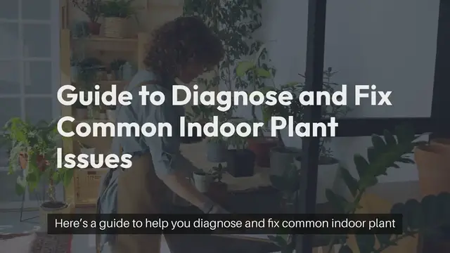 Video thumbnail for How to Troubleshoot Indoor Plant Problems