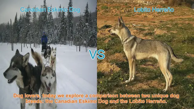 Video thumbnail for Canadian Eskimo Dog vs. Lobito Herreño: A Comparative Guide