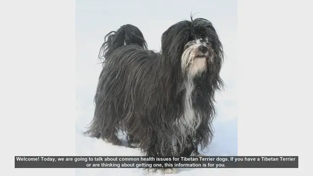 Video thumbnail for Common Health Issues in Tibetan Terriers: What You Need to Know