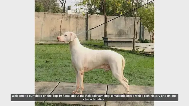 Video thumbnail for Top 10 Fascinating Facts About the Rajapalayam Dog