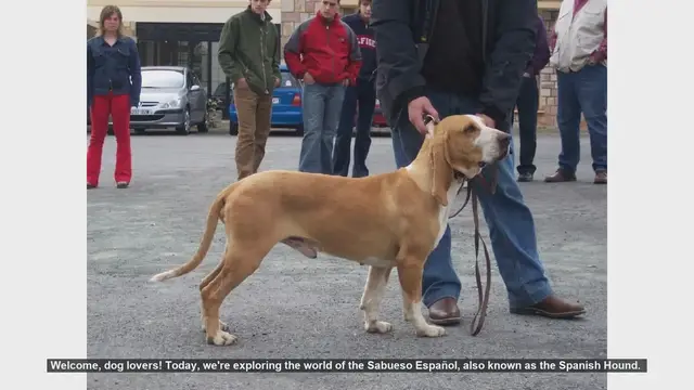 Video thumbnail for Top 10 Facts About the Sabueso Español (Spanish Hound)