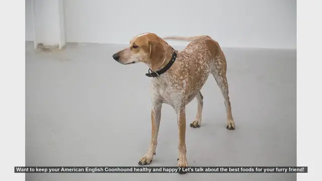 Video thumbnail for Top Foods to Keep Your American English Coonhound Healthy and Happy