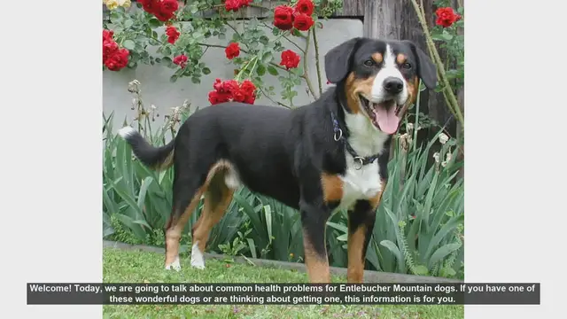 Video thumbnail for Common Health Problems in Entlebucher Mountain Dogs