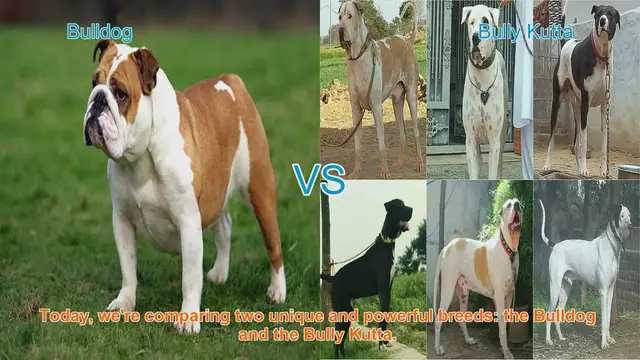 Video thumbnail for Bulldog vs. Bully Kutta: A Comparison of Two Powerful Breeds