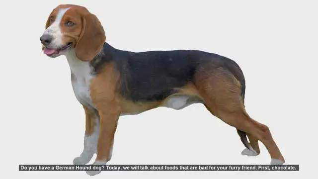 Video thumbnail for 10 Foods to Avoid Feeding Your German Hound Dog