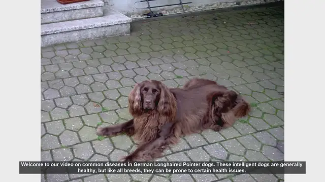 Video thumbnail for Common Health Issues in German Longhaired Pointers