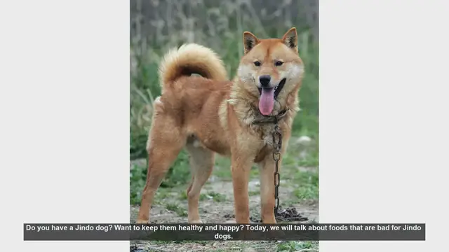 Video thumbnail for Foods to Avoid for a Healthy Jindo Dog