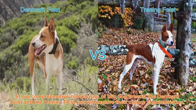 Video thumbnail for Comparing Denmark Feist and Treeing Feist: Unique Characteristics Unveiled